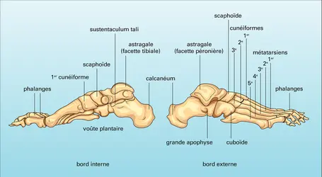 Pied - crédits : Encyclopædia Universalis France