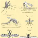 Insectes transmettant des maladies à vecteurs - crédits : Encyclopædia Universalis France