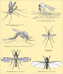 Insectes transmettant des maladies à vecteurs - crédits : Encyclopædia Universalis France