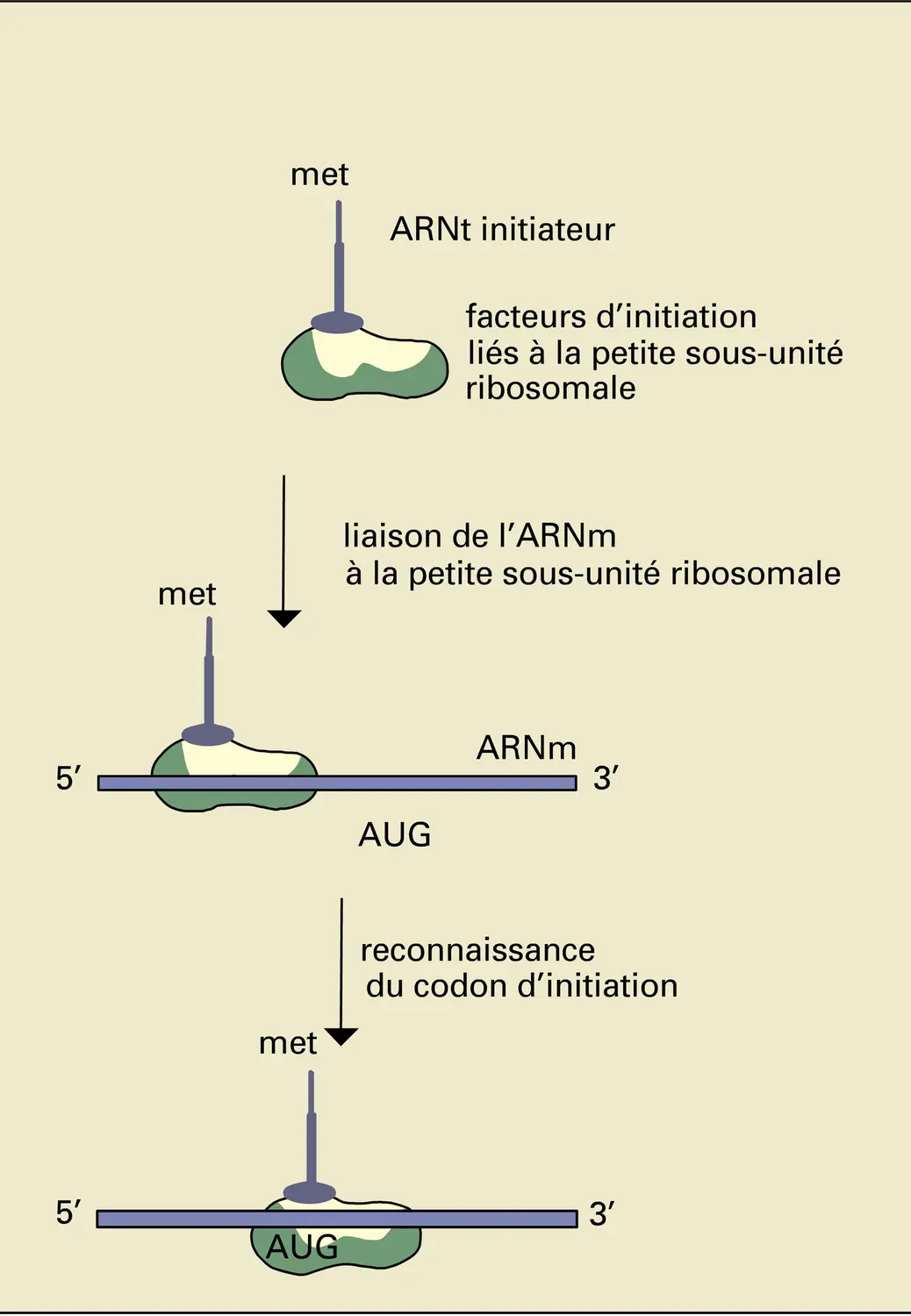 Traduction ribosomale de l'ARN messager - vue 1