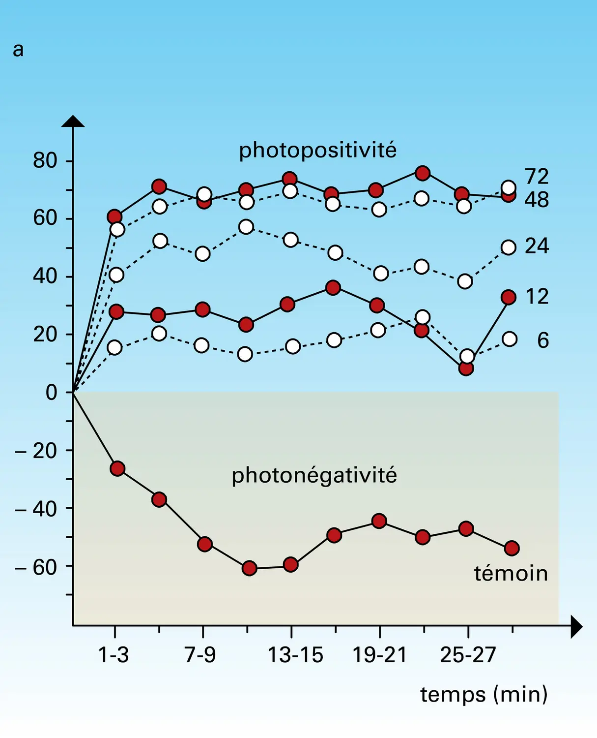 Calendra granaria : comportement phototaxique - vue 1