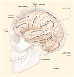 Différentes régions et structures impliqués dans l’expression du langage - crédits : Encyclopædia Universalis France