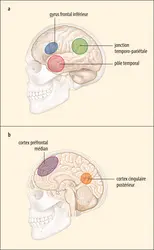 Régions cérébrales impliquées dans la théorie de l’esprit - crédits : Encyclopædia Universalis France