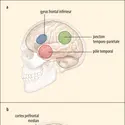 Régions cérébrales impliquées dans la théorie de l’esprit - crédits : Encyclopædia Universalis France