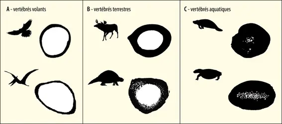 Différentes adaptations osseuses des vertébrés actuels et fossiles à leur milieu de vie - crédits : Encyclopædia Universalis France