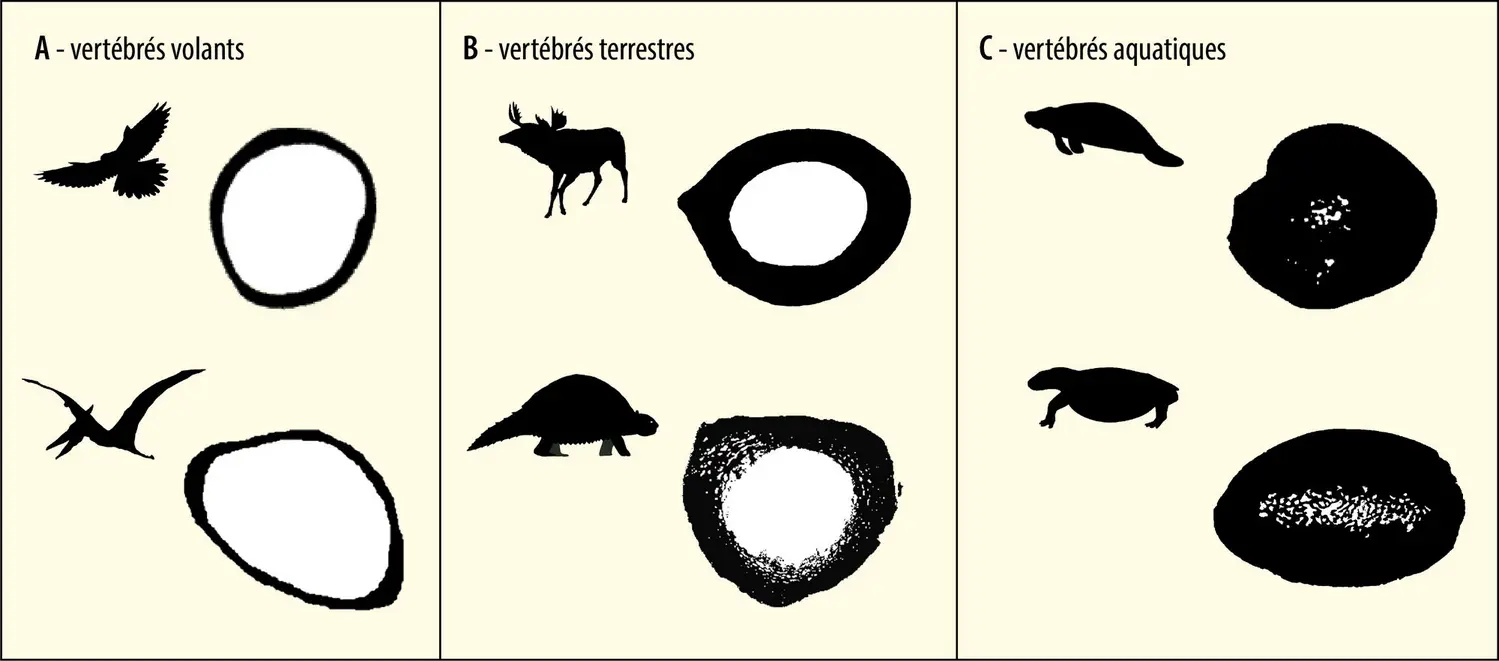 Différentes adaptations osseuses des vertébrés actuels et fossiles à leur milieu de vie