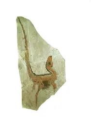 <em>Sinosauropteryx prima</em> - crédits : E. Buffetaut