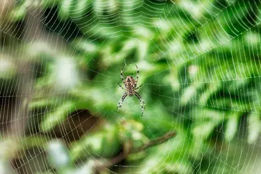 Araignée des jardins - crédits : 	Christophe Lehenaff/ Moment/ Getty Images