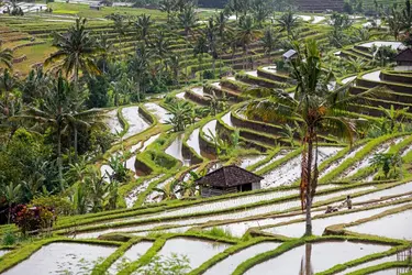 Cultures en terrasses à Bali - crédits : Arterra/ Universal Images Group/ Getty Images