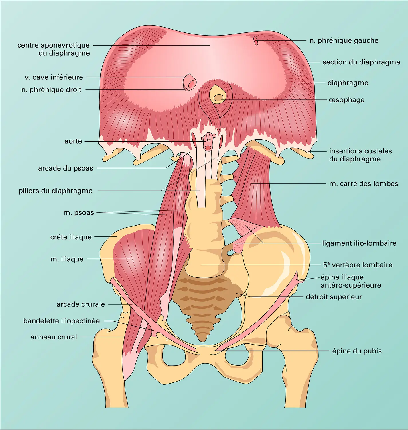 Paroi abdominale : muscles iliaques et lombaires