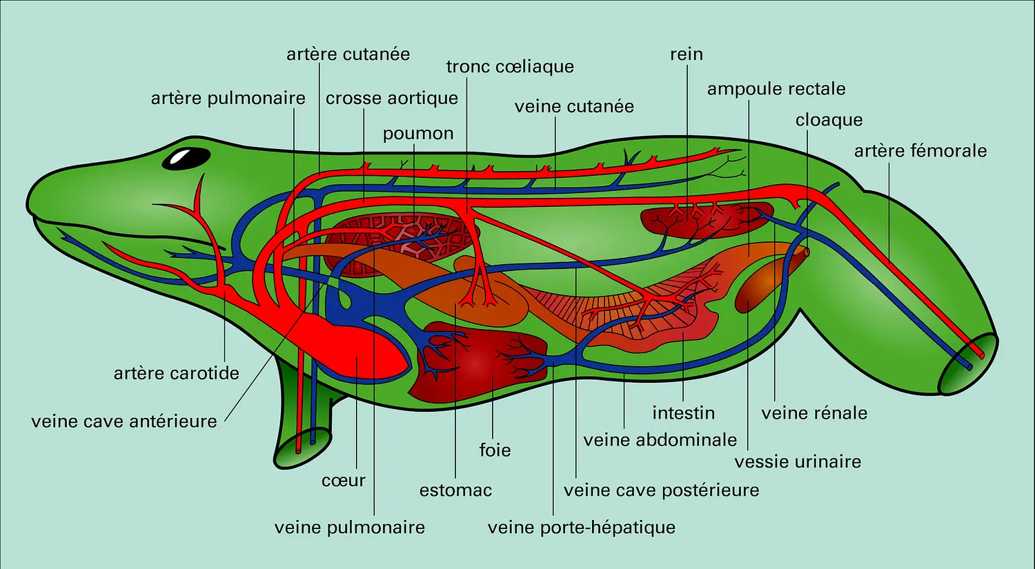 Circulation et respiration