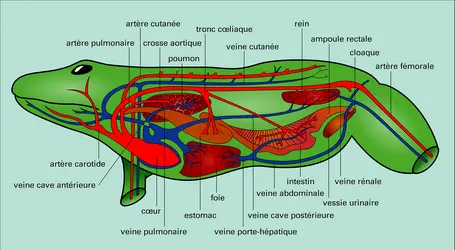 Circulation et respiration - crédits : Encyclopædia Universalis France