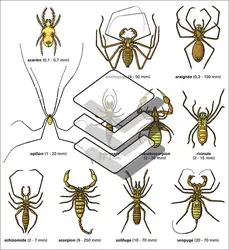Arachnides - crédits : Encyclopædia Universalis France