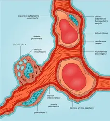 Barrière alvéolo-capillaire - crédits : Encyclopædia Universalis France