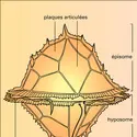 Péridinien cuirassé - crédits : Encyclopædia Universalis France