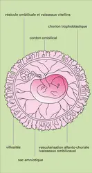 Sac ovulaire renfermant un embryon humain - crédits : Encyclopædia Universalis France
