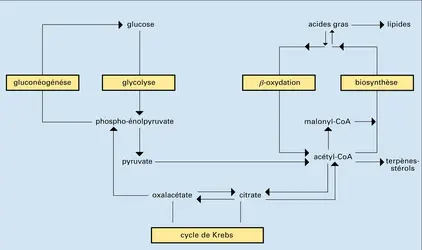 Relation avec d'autres métabolismes - crédits : Encyclopædia Universalis France