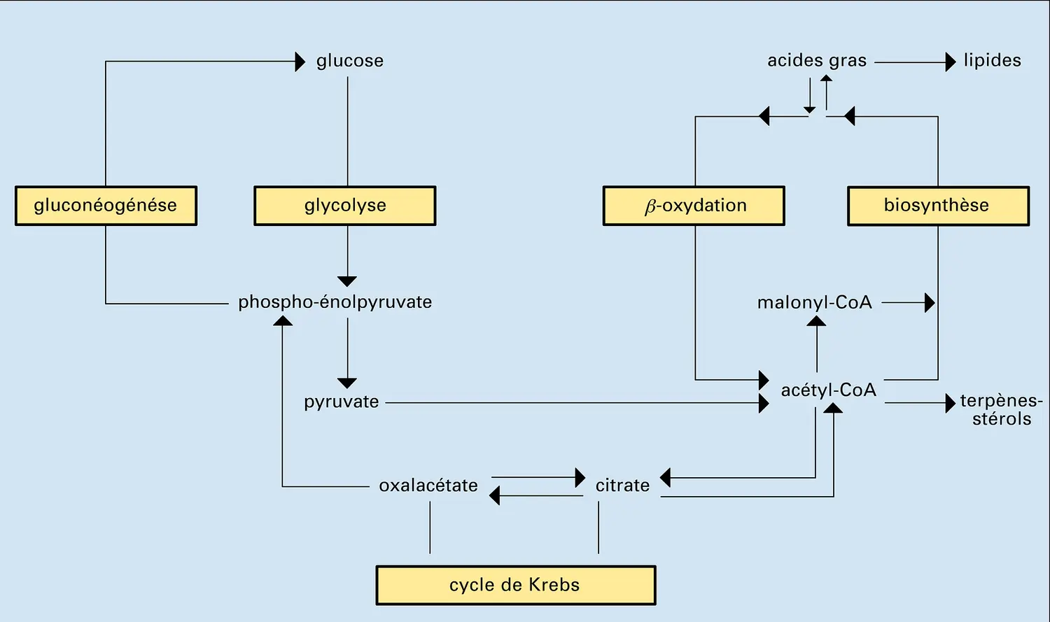 Relation avec d'autres métabolismes