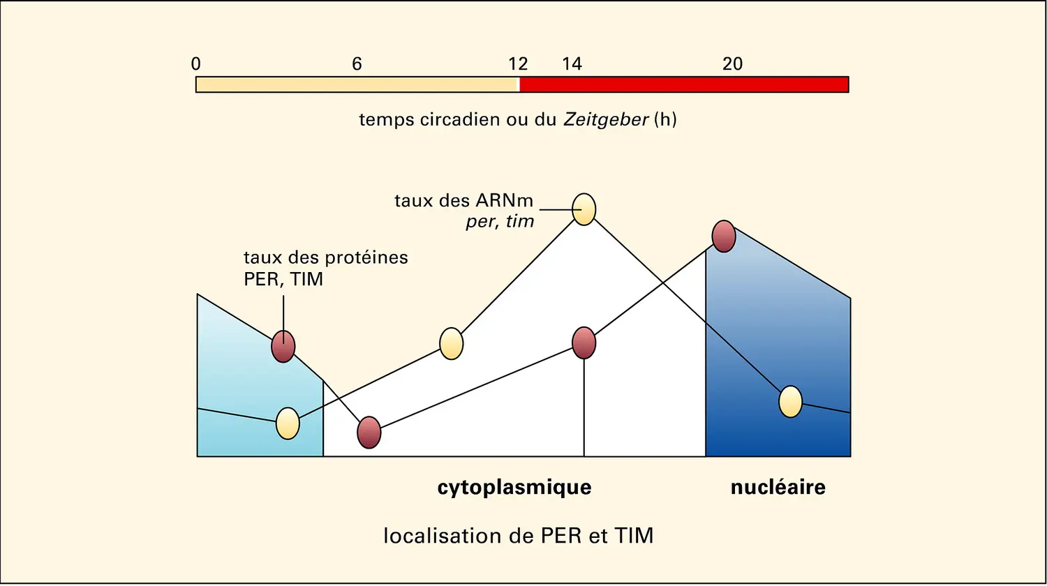 Horloges biologiques. Expression de gènes d'horloge chez la drosophile.