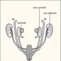 Sinus urogénital de l'embryon humain - crédits : Encyclopædia Universalis France