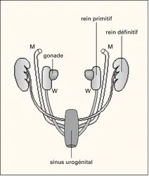 Sinus urogénital de l'embryon humain - crédits : Encyclopædia Universalis France