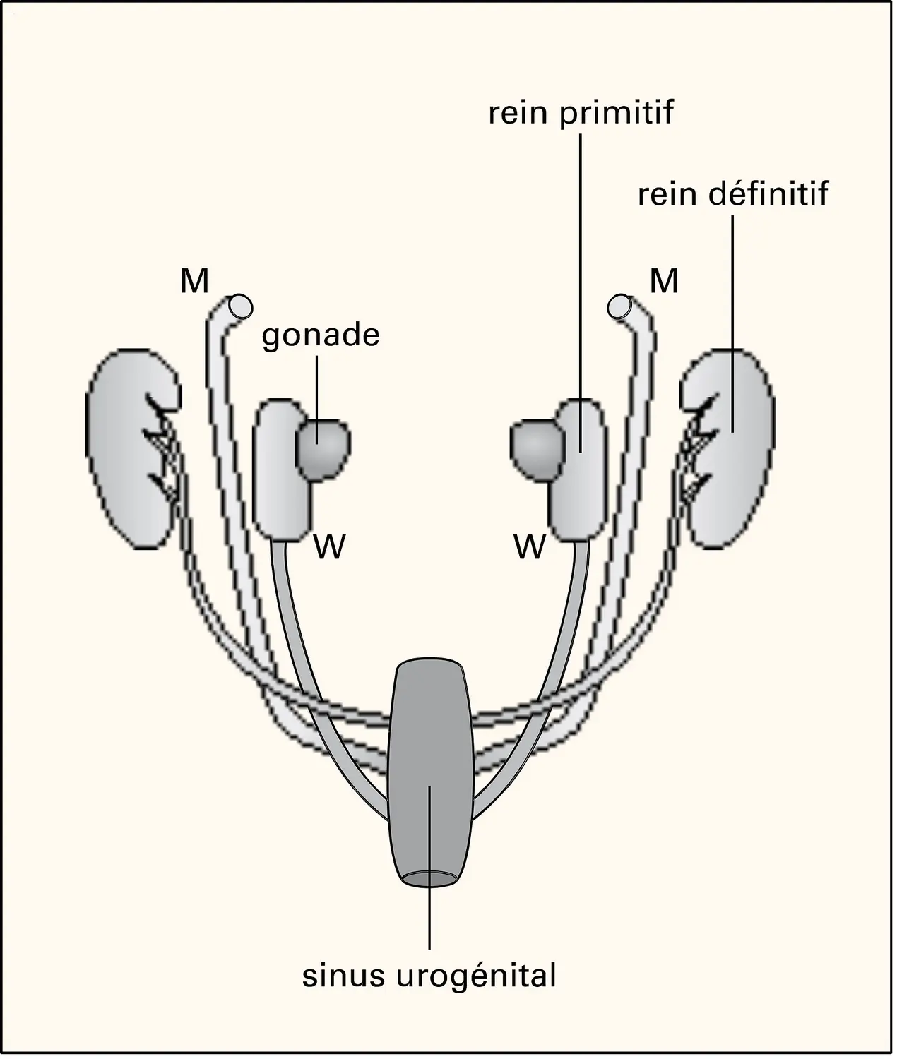 Sinus urogénital de l'embryon humain