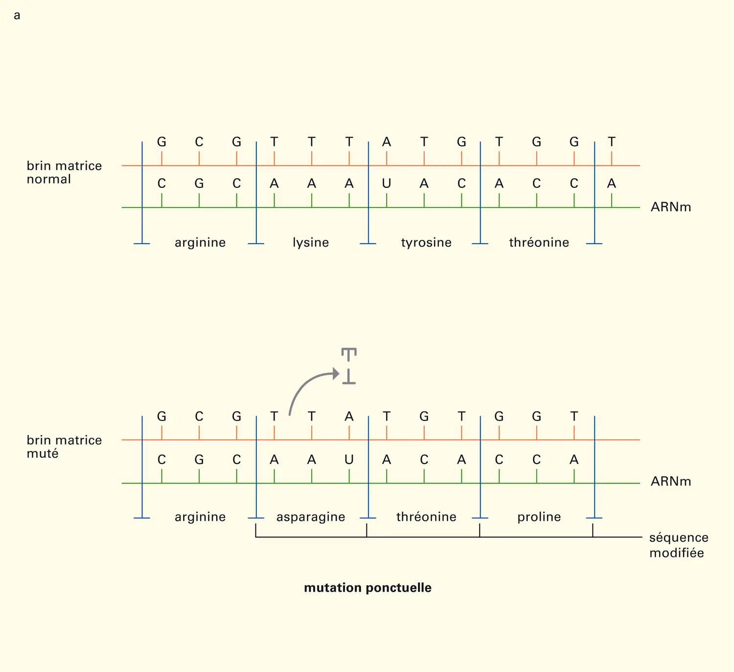 Cellule : modifications de l'information - vue 1