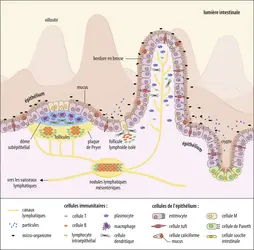 Les cellules de l’épithélium intestinal - crédits : Encyclopædia Universalis France