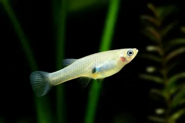 <it>Gambusia affinis</it>, poisson larvivore - crédits : topimages/ shutterstock