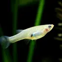 <it>Gambusia affinis</it>, poisson larvivore - crédits : topimages/ shutterstock