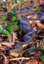 Anaconda vert - crédits : Gary Braasch/ The Image Bank/ Getty Images