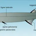 Acanthodes - crédits : Encyclopædia Universalis France