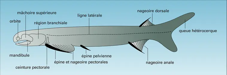 Acanthodes - crédits : Encyclopædia Universalis France