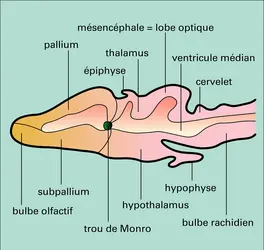 Encéphale de grenouille - crédits : Encyclopædia Universalis France