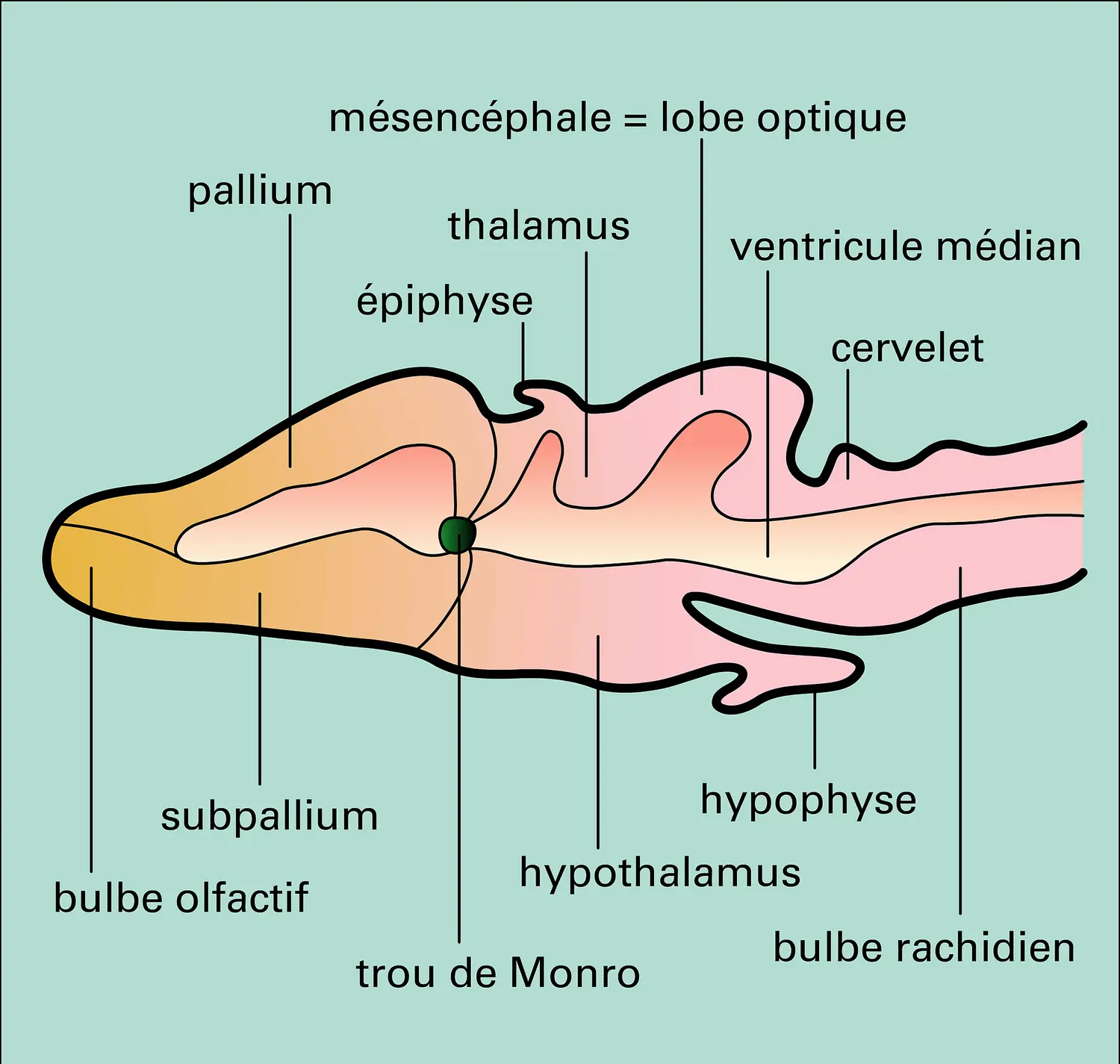 Encéphale de grenouille