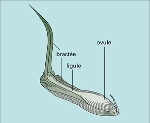 Écaille - crédits : Encyclopædia Universalis France