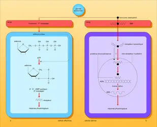 Fonctionnement - crédits : Encyclopædia Universalis France