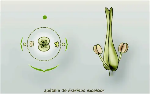 Apétalie de Fraxinus excelsior