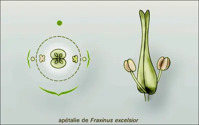 Apétalie de Fraxinus excelsior - crédits : Encyclopædia Universalis France