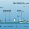 Machine à papier - crédits : Encyclopædia Universalis France