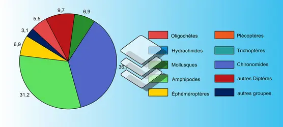 Composition de la macrofaune benthique - crédits : Encyclopædia Universalis France