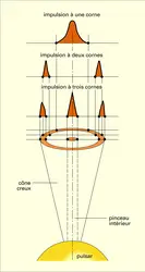 Pulsar : impulsion à une, deux ou trois cornes - crédits : Encyclopædia Universalis France