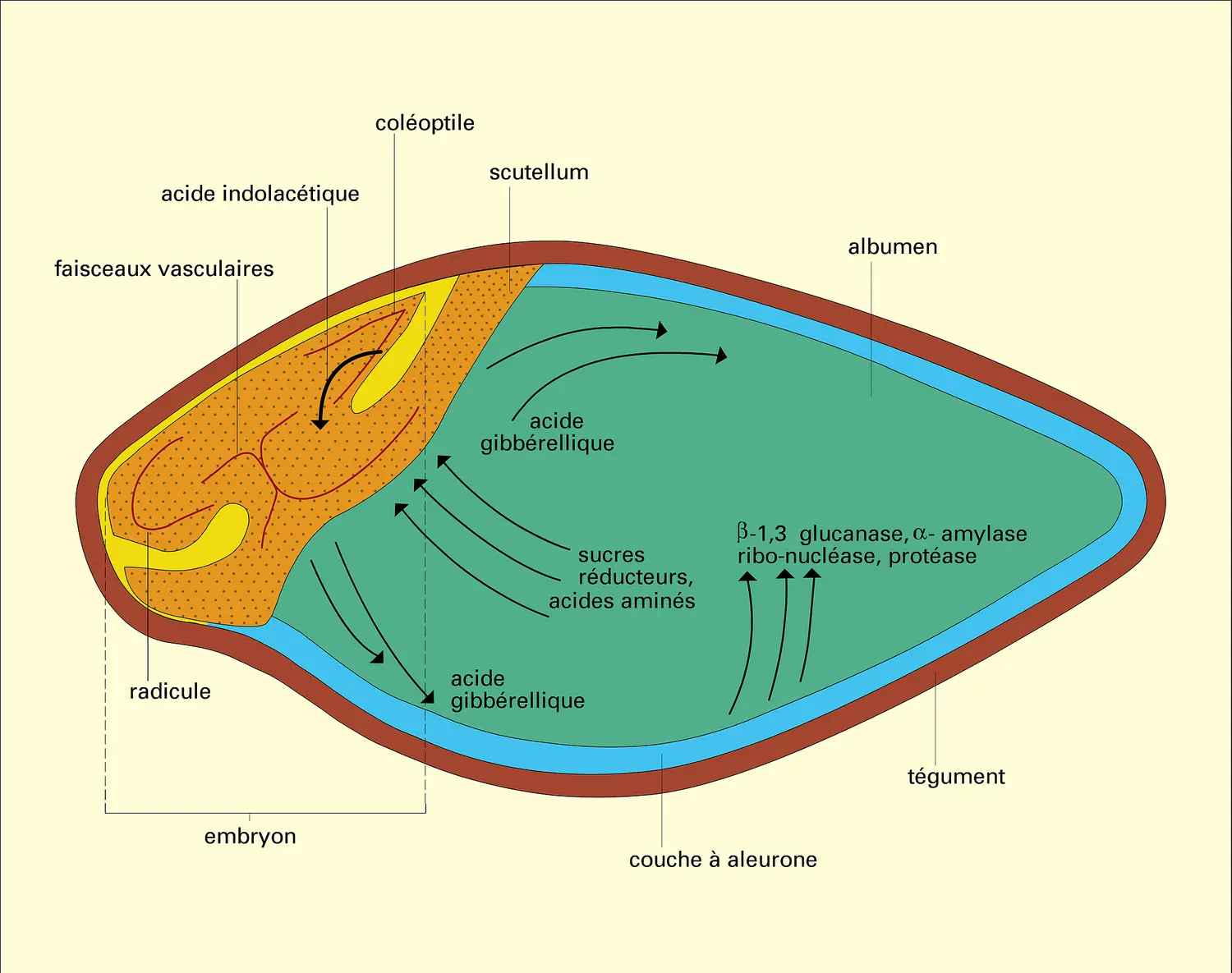 Grain d'orge : germination