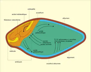 Grain d'orge : germination - crédits : Encyclopædia Universalis France