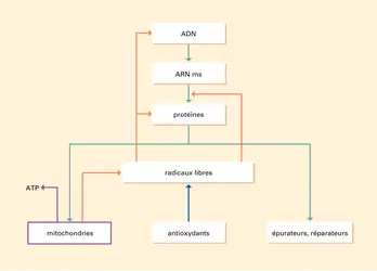 Nocivité des radicaux libres - crédits : Encyclopædia Universalis France