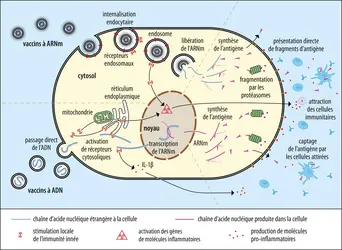 Voies de pénétration dans la cellule des vaccins à ADN et ARN - crédits : Encyclopædia Universalis France