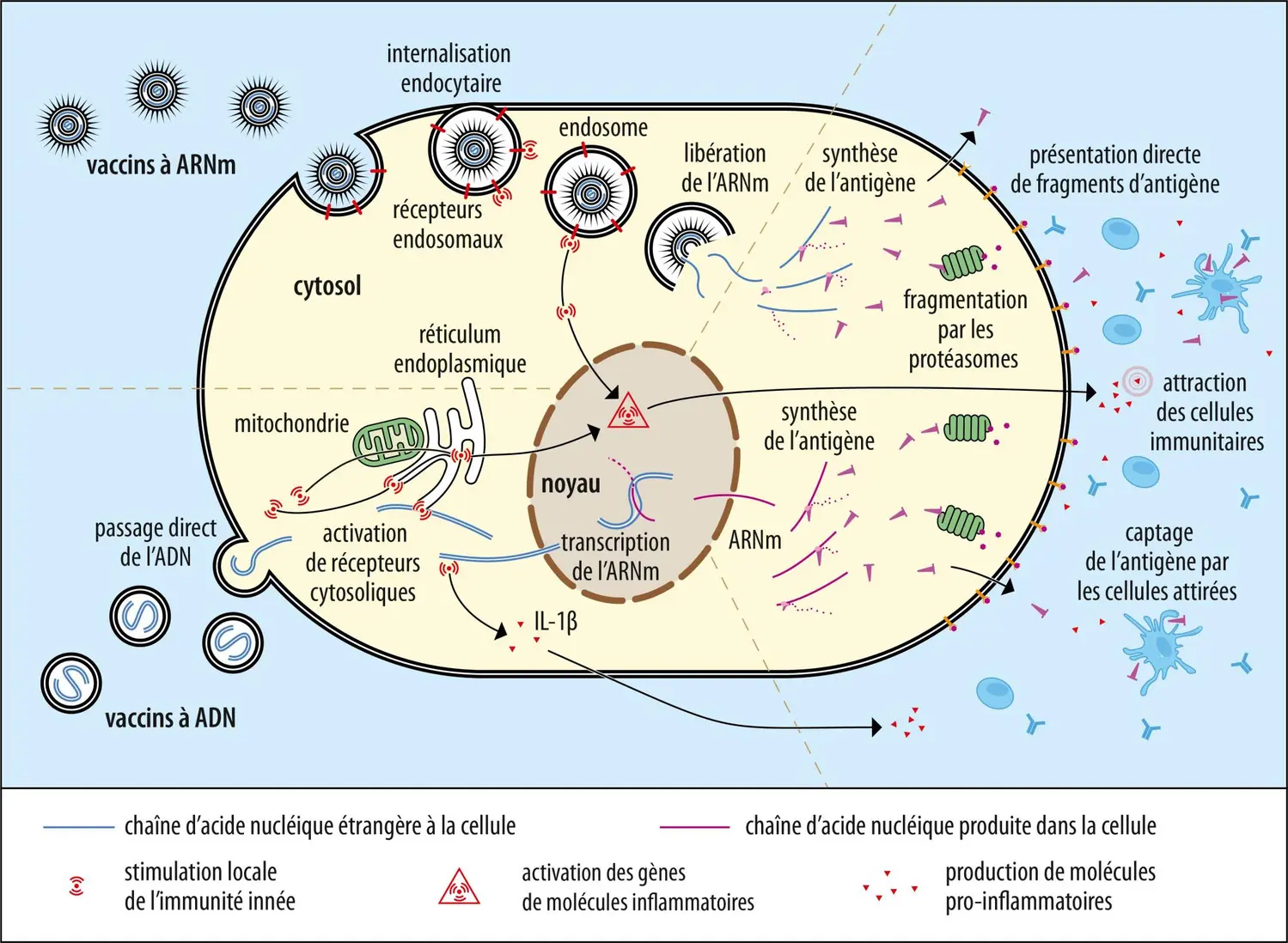 Voies de pénétration dans la cellule des vaccins à ADN et ARN