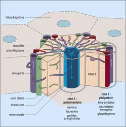 Un lobule hépatique et sa zonation - crédits : Encyclopædia Universalis France