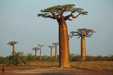 Baobab - crédits : vil.sandi/ flickr ; CC-BY-ND