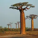 Baobab - crédits : vil.sandi/ flickr ; CC-BY-ND